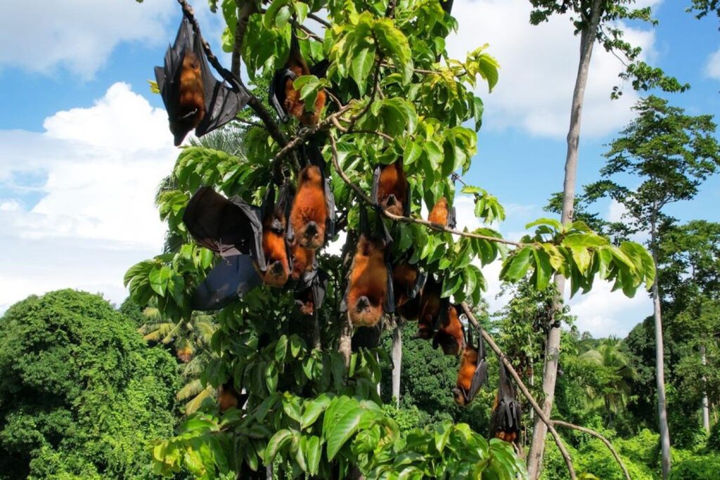 Pemba Flying Fox Experience